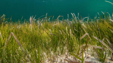 New Queen’s University Belfast research reveals severe pollution threat to Northern Ireland’s seagrass meadows