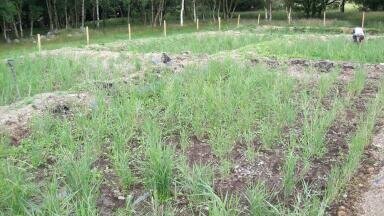 Reedbed Water Treatment System Installed at Sustainable Tourist Attraction