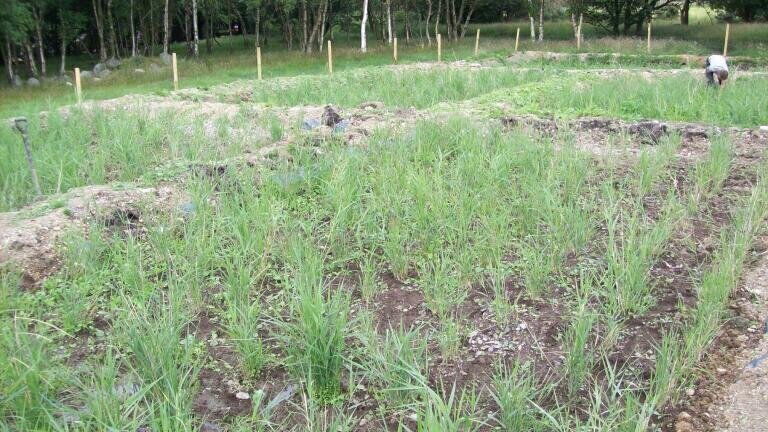 Reedbed Water Treatment System Installed at Sustainable Tourist Attraction