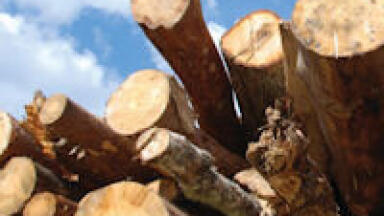 Biomass Guidance to Help Scottish Councils Protect Health