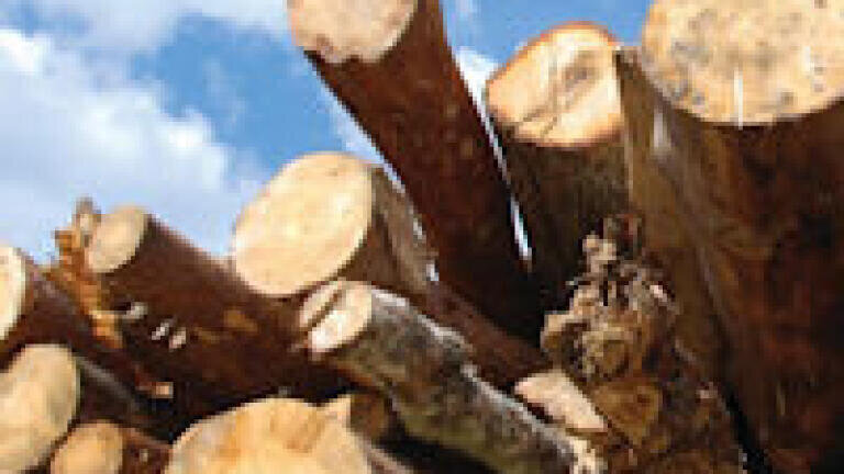 Biomass Guidance to Help Scottish Councils Protect Health