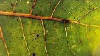 Ethics body asks: how green are new biofuels?  