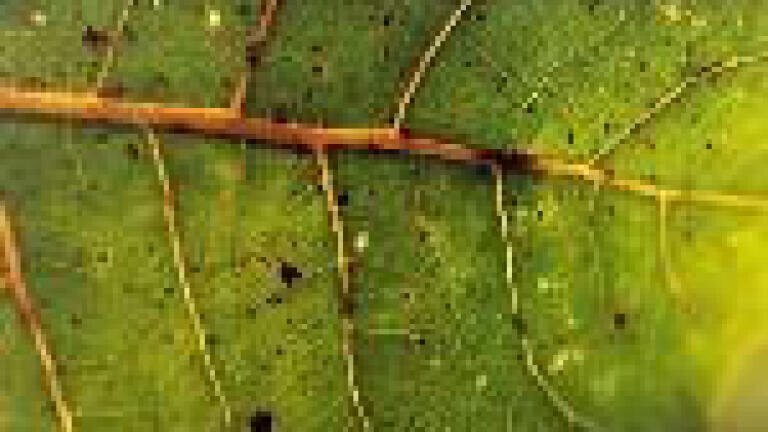 Ethics body asks: how green are new biofuels?  