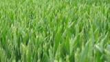 Researchers aim to reduce carbon footprint of process which feeds 40% of the world