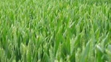 Researchers aim to reduce carbon footprint of process which feeds 40% of the world